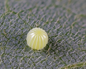 Silver-spotted Skipper egg